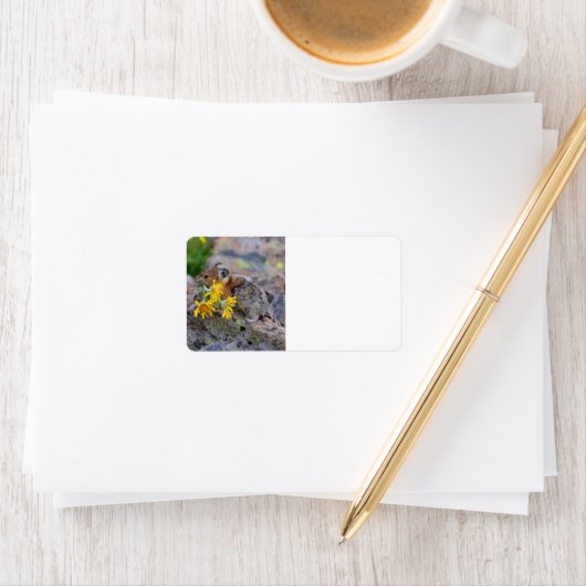 pika etiket (Insitu)