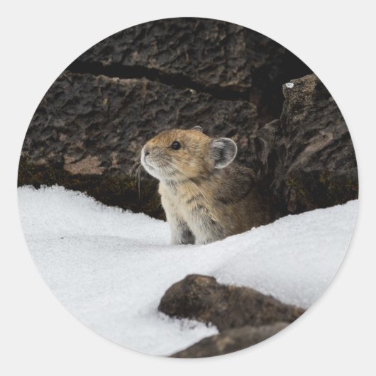 Pika in de sneeuw ronde sticker (Voorkant)