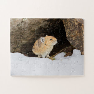 Pika in sneeuw legpuzzel