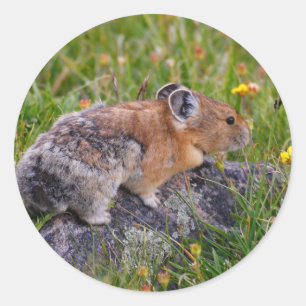 pika ronde sticker