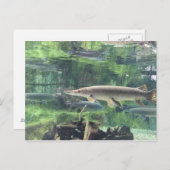 Pike Fish Briefkaart (Voorkant / Achterkant)