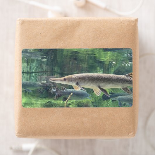 Pike Fish Etiket (Insitu)