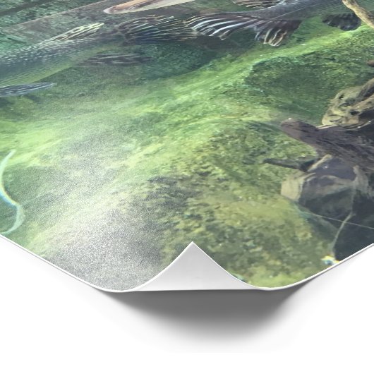 Pike Fish Foto Afdruk (Hoek)