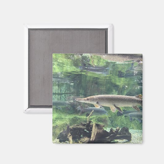 Pike Fish Magneet (Voorkant / Achterkant)