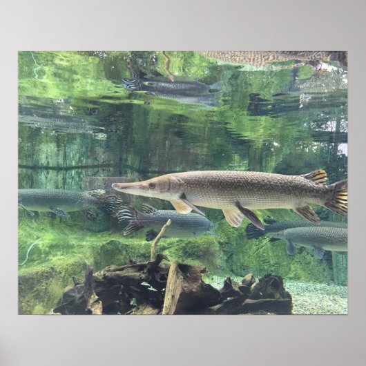 Pike Fish Poster (Voorkant)