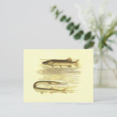 Pike Fish & Zee Pike  Lithograaf Briefkaart (Staand voorkant)