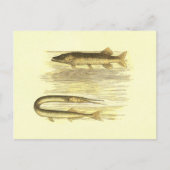 Pike Fish & Zee Pike  Lithograaf Briefkaart (Voorkant)