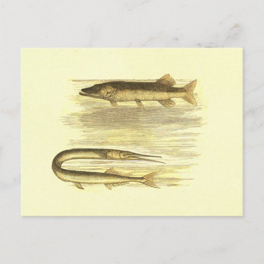 Pike Fish & Zee Pike  Lithograaf Briefkaart (Voorkant)