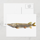 Pike Muski Briefkaart (Voorkant / Achterkant)