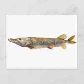 Pike Muski Briefkaart (Voorkant)