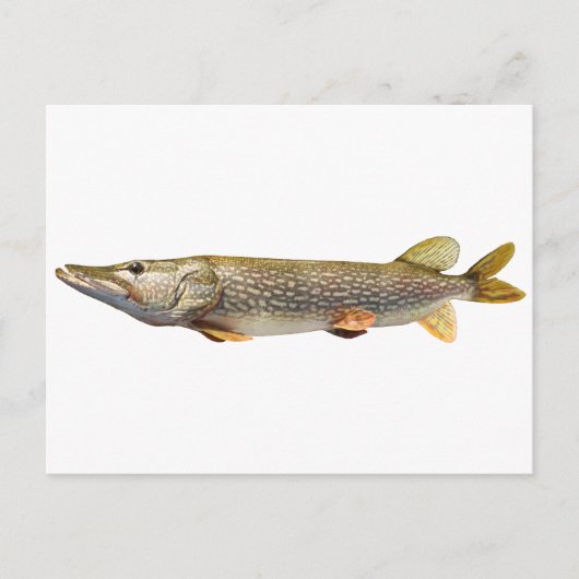 Pike Muski Briefkaart (Voorkant)