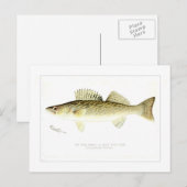 Pike Perch or Wall-eyed Pike Briefkaart (Voorkant / Achterkant)