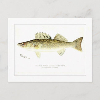Pike Perch or Wall-eyed Pike Briefkaart