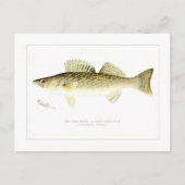 Pike Perch or Wall-eyed Pike Briefkaart (Voorkant)