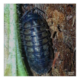 Pil Bug (foto) - Acryl Print Muurkunst
