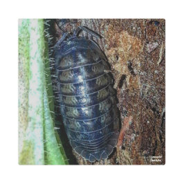 Pil Bug (foto) - Metalen Print