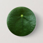 Pilea Peperomioides Button (Voorkant)