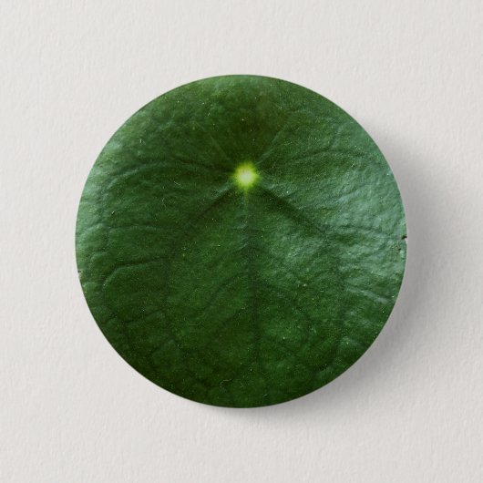 Pilea Peperomioides Button (Voorkant)