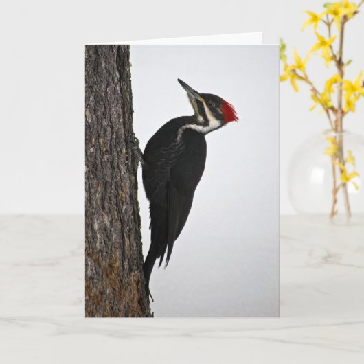 pileated specht kaart (Gele Bloem)
