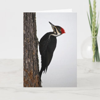 pileated specht kaart