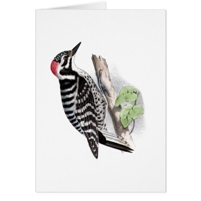 Pileated Woodpecker (Voorkant)