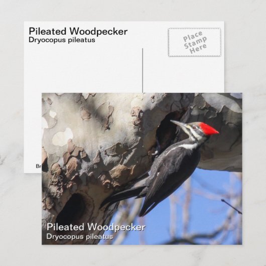 Pileated Woodpecker Briefkaart (Voorkant / Achterkant)