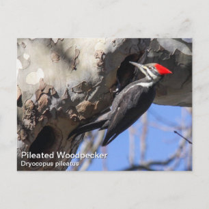 Pileated Woodpecker Briefkaart
