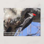 Pileated Woodpecker Briefkaart (Voorkant)