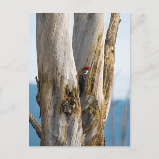 Pileated Woodpecker Briefkaart (Voorkant)