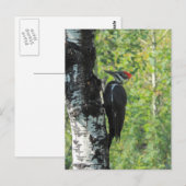 Pileated Woodpecker Briefkaart (Voorkant / Achterkant)