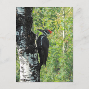 Pileated Woodpecker Briefkaart