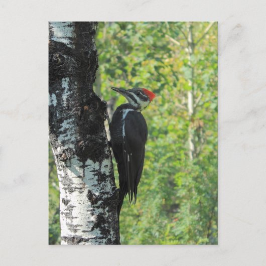 Pileated Woodpecker Briefkaart (Voorkant)