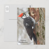Pileated Woodpecker Briefkaart (Voorkant / Achterkant)