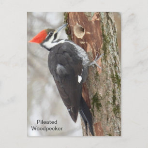 Pileated Woodpecker Briefkaart