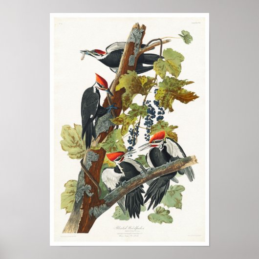 Pileated Woodpecker door het Poster van Audubon (Voorkant)
