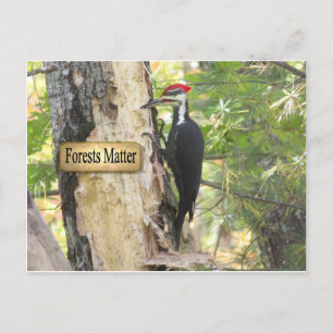 Pileated Woodpecker Ecology Briefkaart. Briefkaart
