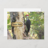 Pileated Woodpecker Ecology Briefkaart. Briefkaart (Voorkant / Achterkant)