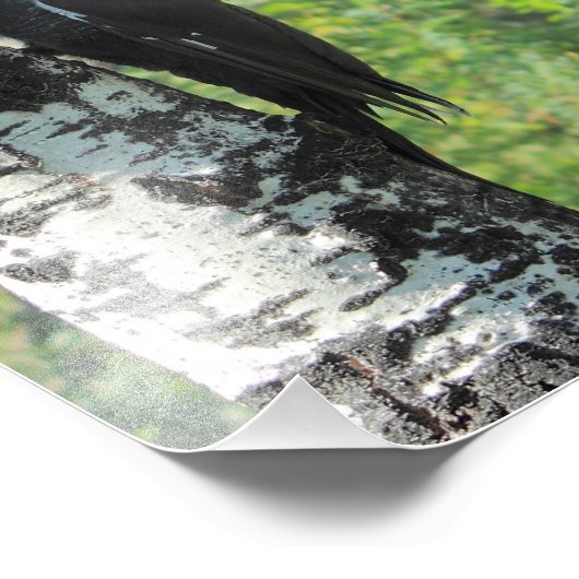 Pileated Woodpecker Foto Afdruk (Hoek)