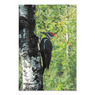 Pileated Woodpecker Foto Afdruk