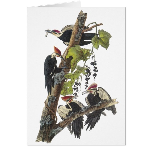 Pileated Woodpecker, John Audubon (Voorkant)