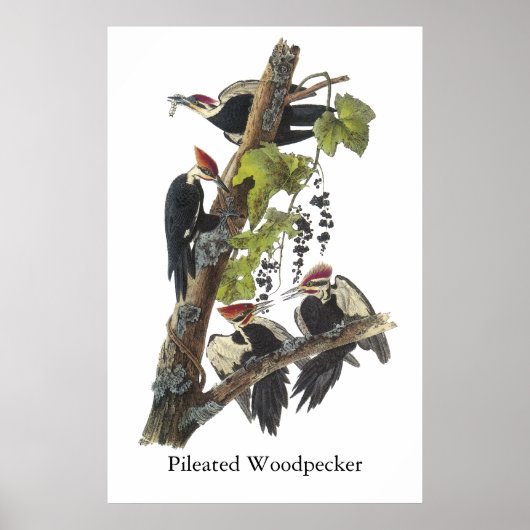 Pileated Woodpecker, John Audubon Poster (Voorkant)