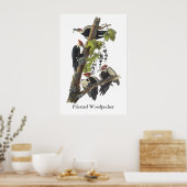 Pileated Woodpecker, John Audubon Poster (Keuken)