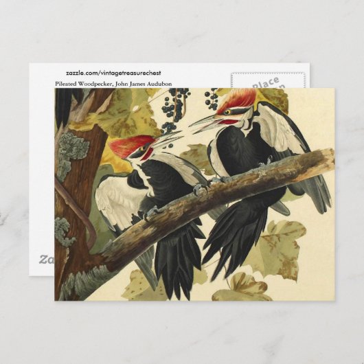 Pileated Woodpecker, John James Audubon Fine Art Briefkaart (Voorkant / Achterkant)