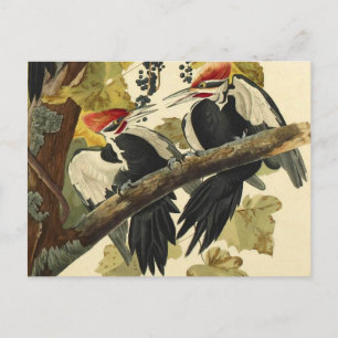 Pileated Woodpecker, John James Audubon Fine Art Briefkaart