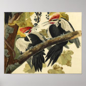 Pileated Woodpecker, John James Audubon Poster (Voorkant)