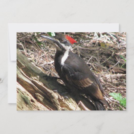 Pileated Woodpecker Kaart (Voorkant)