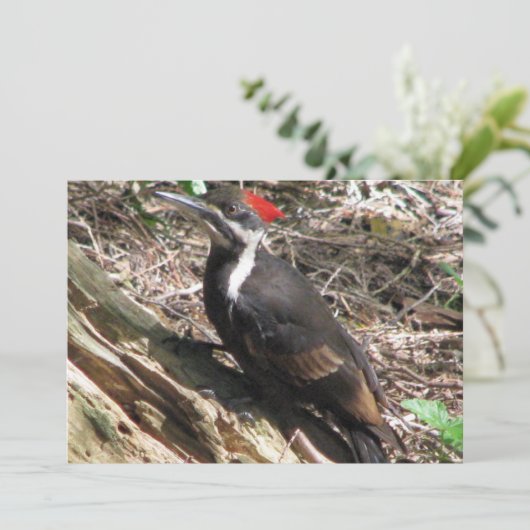 Pileated Woodpecker Kaart (Staand voorkant)