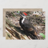 Pileated Woodpecker Kaart (Voorkant / Achterkant)
