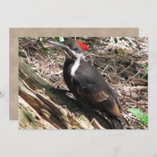 Pileated Woodpecker Kaart (Voorkant / Achterkant)