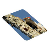 Pileated Woodpecker Magneet (Rechterzijde)